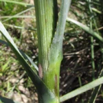 Eryngium pandanifolium (9)