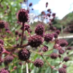 Eryngium pandanifolium (2)