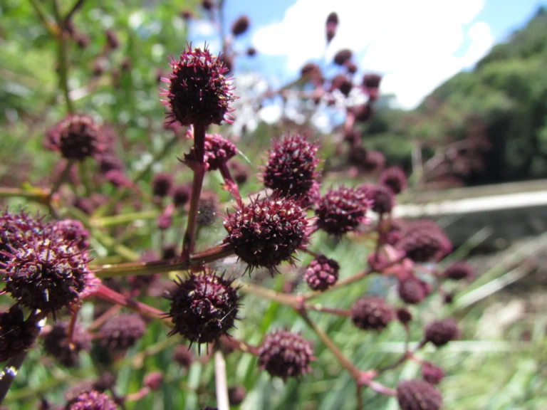 Eryngium pandanifolium (2)