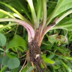 Eryngium nudicaule (10)