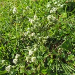Eryngium nudicaule (8)
