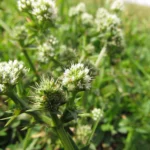 Eryngium nudicaule (5)