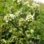 Eryngium nudicaule (4)