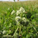 Eryngium nudicaule (3)