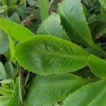 Eryngium nudicaule (1)