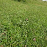 Eryngium nudicaule (2)