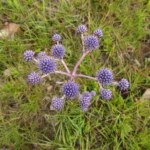 Eryngium junceum (10)