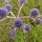 Eryngium junceum (11)