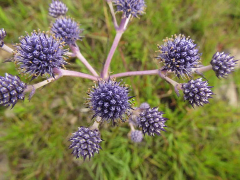Eryngium junceum (11)