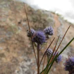 Eryngium junceum (5)