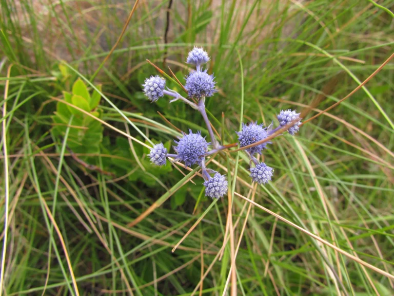 Eryngium junceum (3)