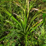 Eryngium horridum (5)