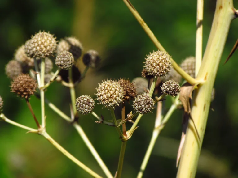 Eryngium horridum (3)
