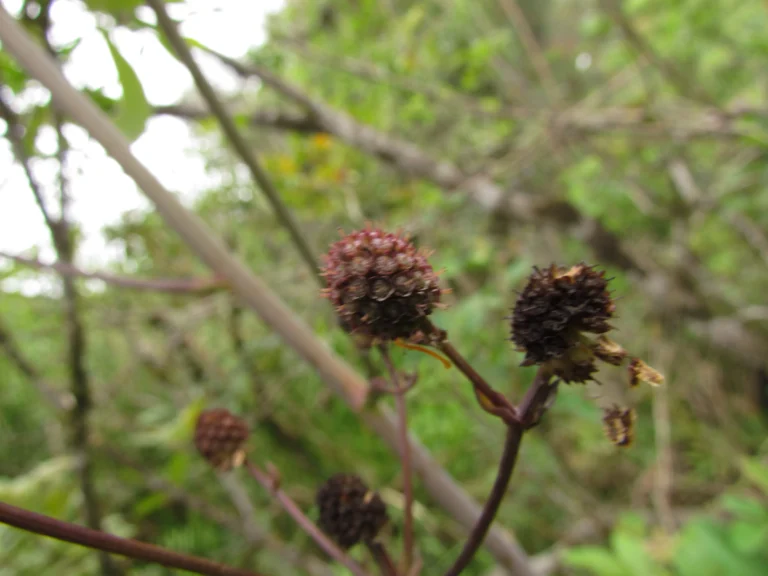 Eryngium floribundum (8)