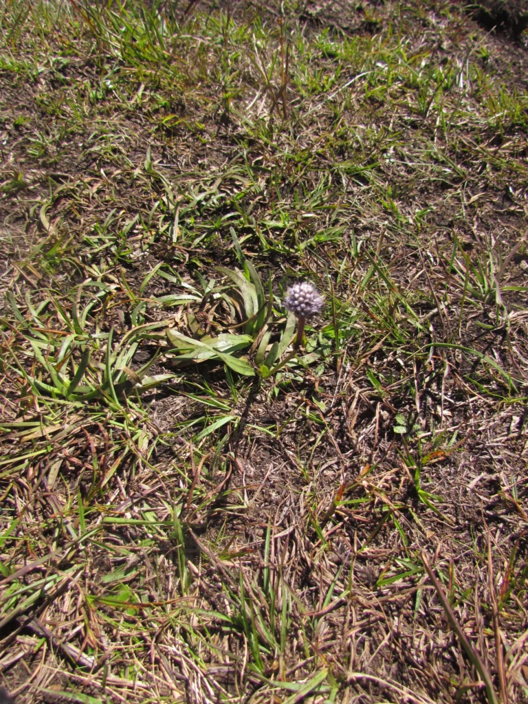 Eryngium falcifolium (7)