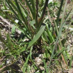 Eryngium falcifolium (3)