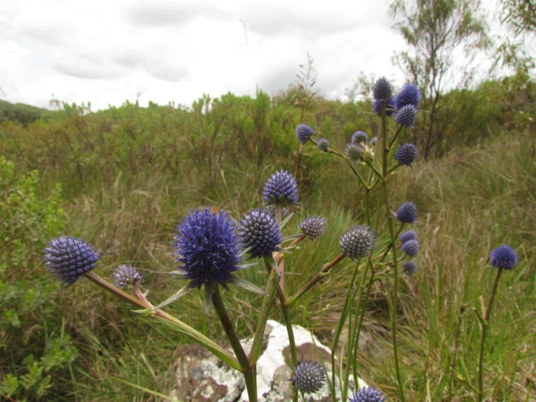 Eryngium eriophorum (20)
