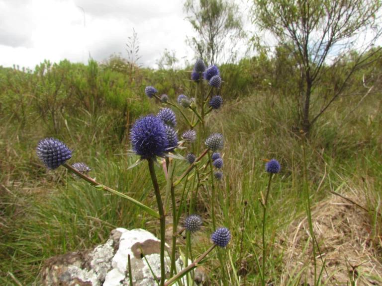Eryngium eriophorum (21)
