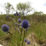 Eryngium eriophorum (18)