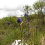 Eryngium eriophorum (17)