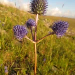 Eryngium eriophorum (14)