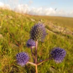 Eryngium eriophorum (12)