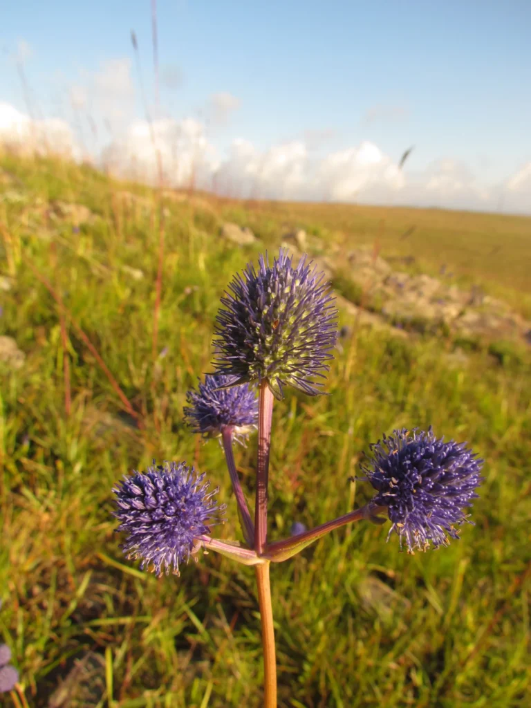 Eryngium eriophorum (12)