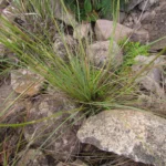 Eryngium eriophorum (6)