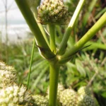 Eryngium elegans (5)