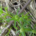 Eryngium ekmanii (9)
