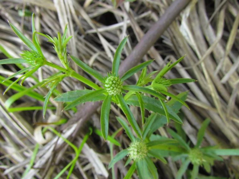 Eryngium ekmanii (9)