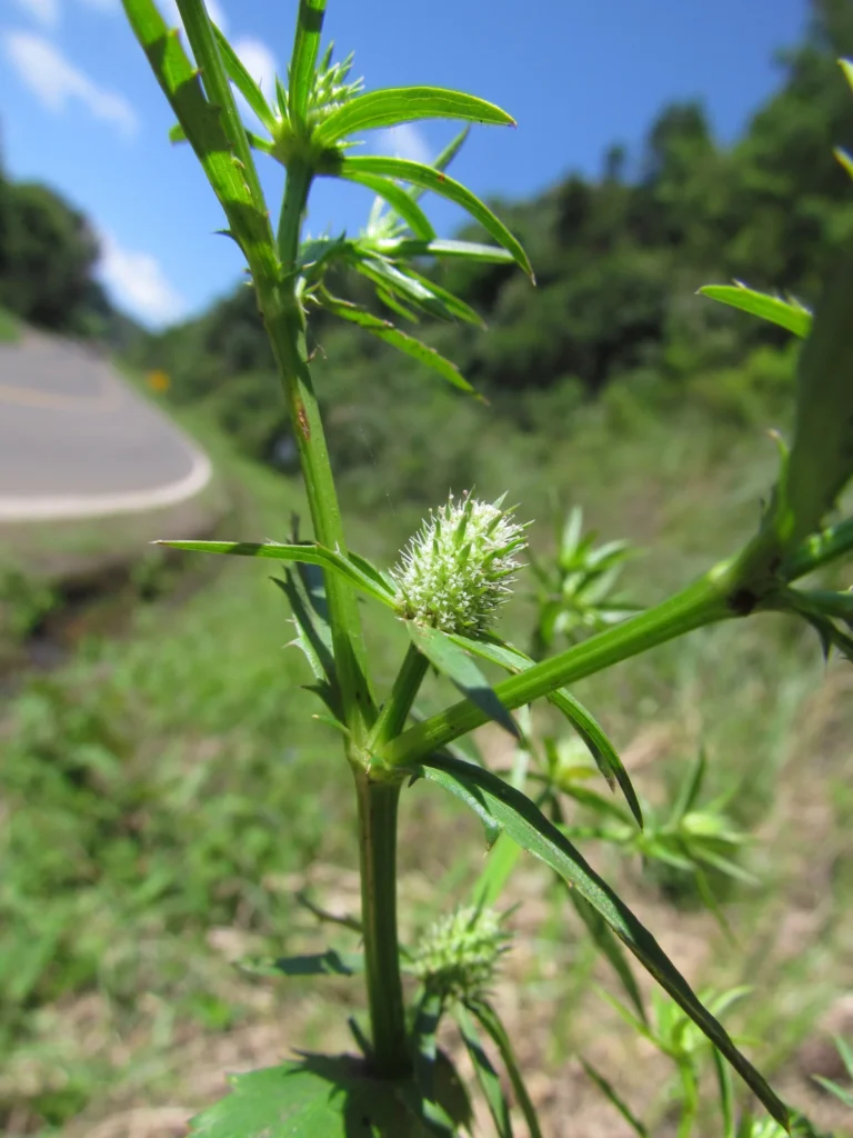 Eryngium ekmanii (6)