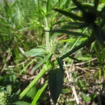 Eryngium ekmanii (3)