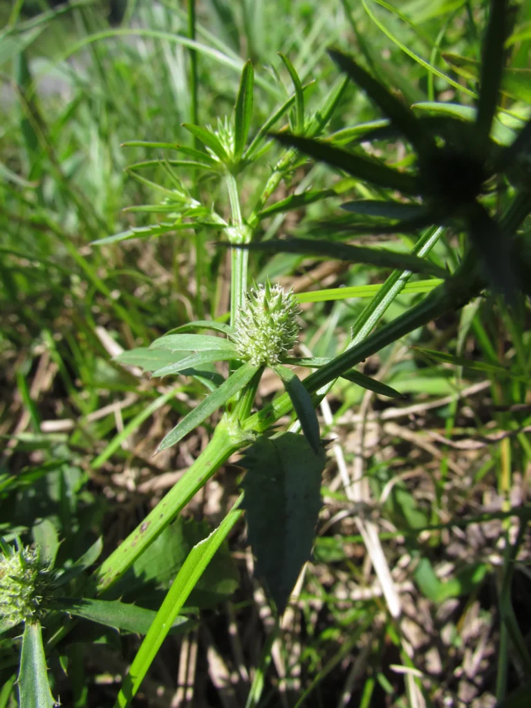 Eryngium ekmanii (3)