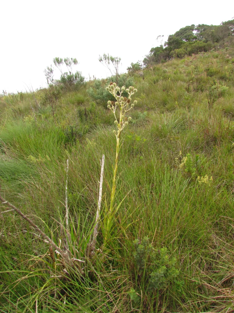 Eryngium eburneum (7)