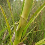 Eryngium eburneum (5)