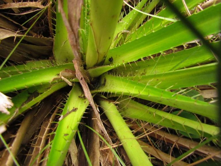 Eryngium eburneum (6)