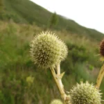 Eryngium eburneum (1)