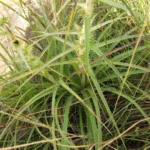 Eryngium canaliculatum (12)