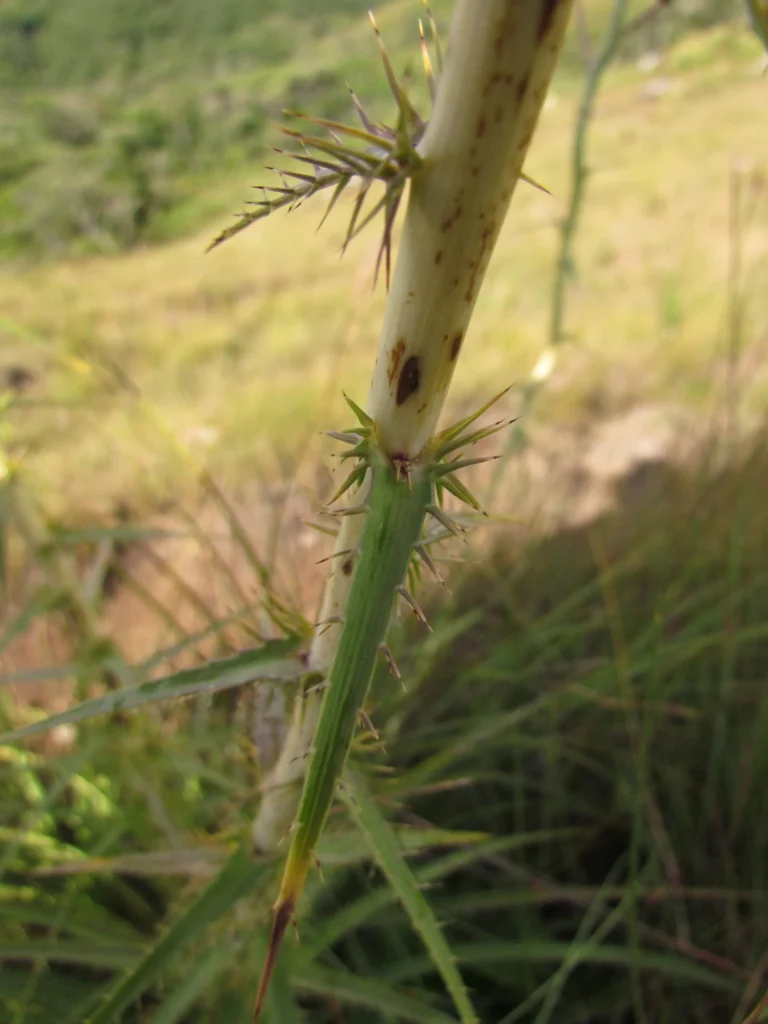 Eryngium canaliculatum (11)