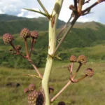 Eryngium canaliculatum (9)
