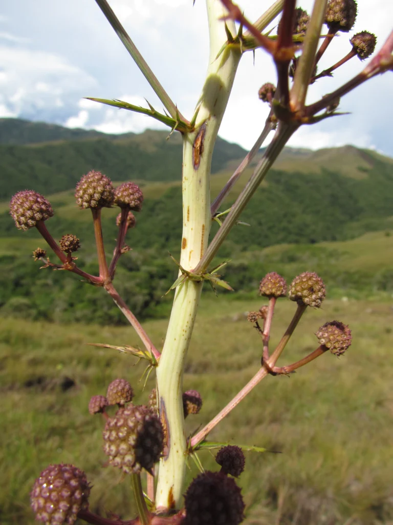 Eryngium canaliculatum (9)