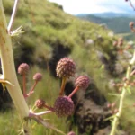 Eryngium canaliculatum (6)