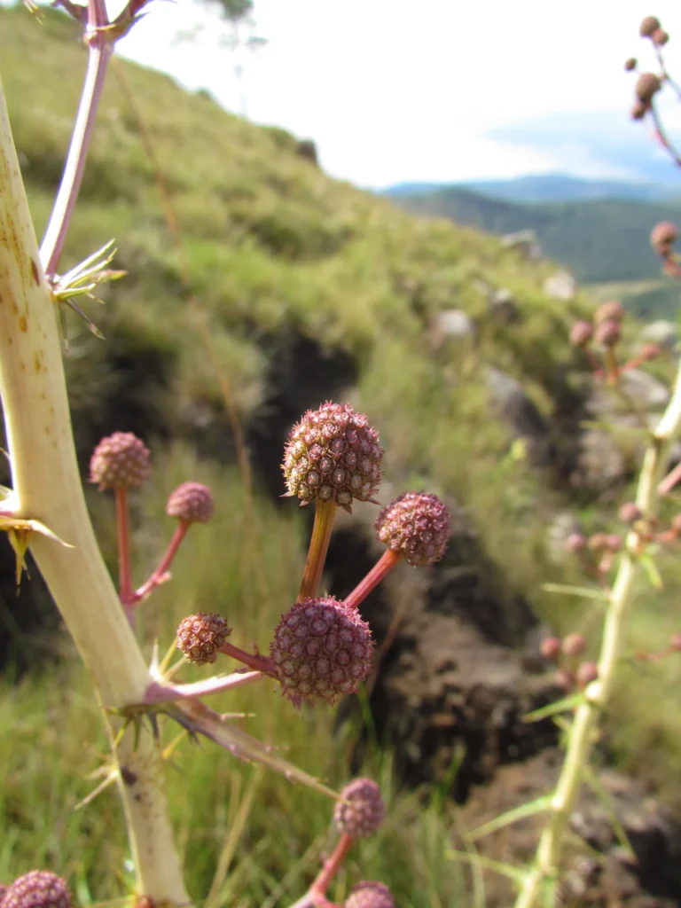 Eryngium canaliculatum (6)
