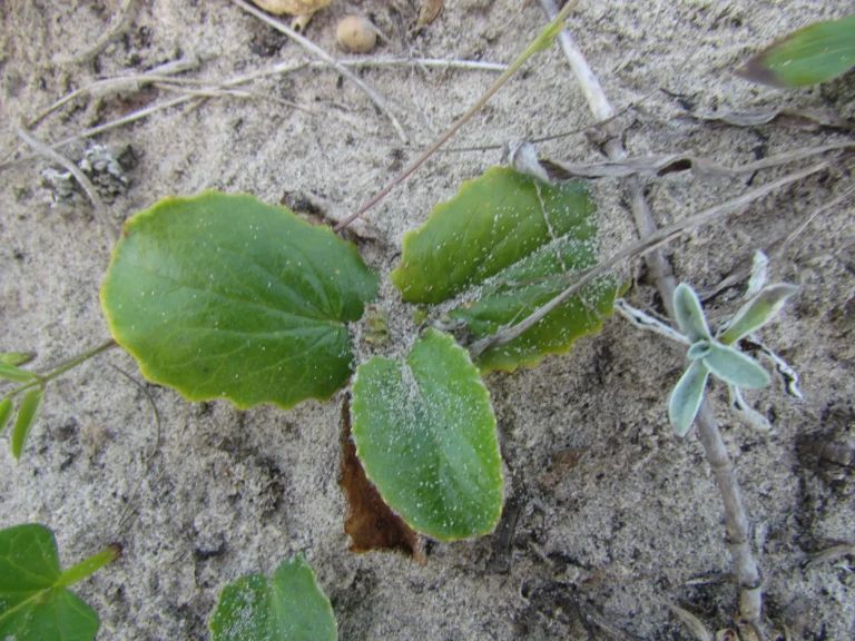 Centella hirtella (43)