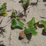 Centella hirtella (38)