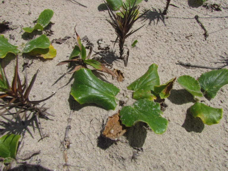 Centella hirtella (38)