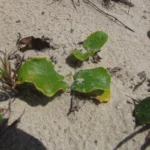 Centella hirtella (39)