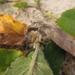 Centella hirtella (26)