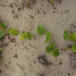 Centella hirtella (23)